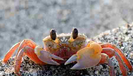 螃蟹哪里不能吃高清图 螃蟹哪些部位不能吃