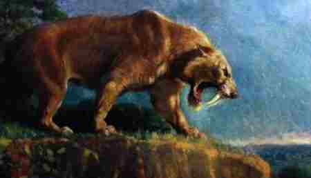 袋狮 澳大利亚最大食肉动物袋狮
