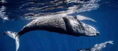 世界上最大的鲸鱼 世界上最大的鲸鱼1500吨是真的吗