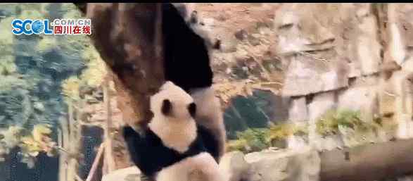 地震熊猫 地震来了，熊猫5秒上树……