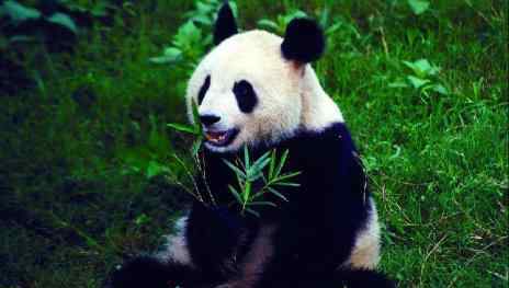 外国有大熊猫吗 外国租借中国大熊猫多少钱？揭秘为什么大熊猫难以繁殖