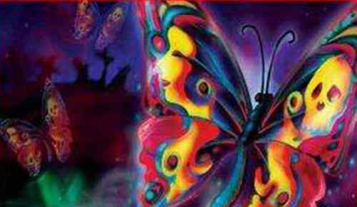 卡申夫鬼美人凤蝶 世界上最帅的虫子盘点
