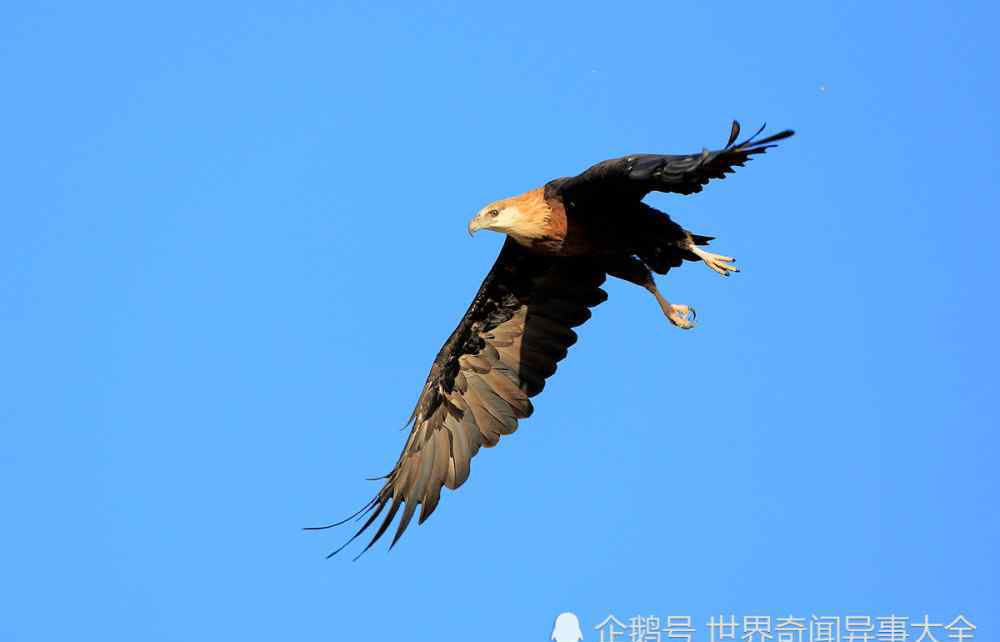 玉带海雕 盘点中国四大海雕，第四是海湾上空中最大型的猛禽