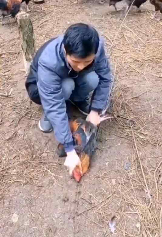 定鸡术 在鸡前面画一条线定鸡术的原理是什么，有什么科学解释