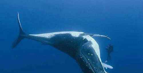 最大的鲸鱼 世界上最大的鲸鱼1500吨是真的吗