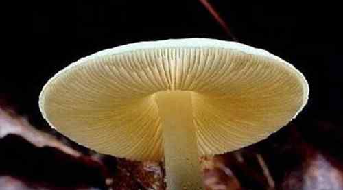死亡天使蘑菇 世界毒性最大最强的蘑菇
