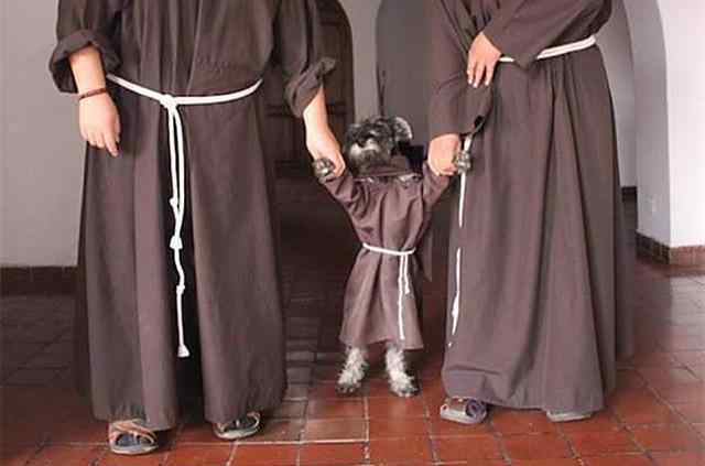 修道士 修道士不仅人类能够胜任，雪纳瑞也可以，而且它还有特殊能力