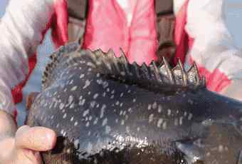 海参斑鱼多少钱一斤 火了！野生海鲜当天捕捞当天发货！从渔船到你家只需一天！