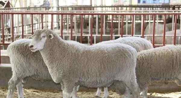 养殖羊的成本及利润 养一百只羊需要多少成本？一年可以赚多少钱？