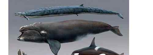 鲸鱼是什么动物 鲸的祖先是什么动物