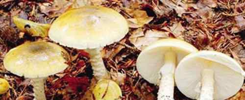 死亡天使蘑菇 世界毒性最大最强的蘑菇