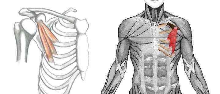 肋间肌 细致！胸肌训练专业解析，详细到最小肌群！