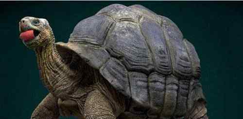 古巨龟 地球史上最大乌龟