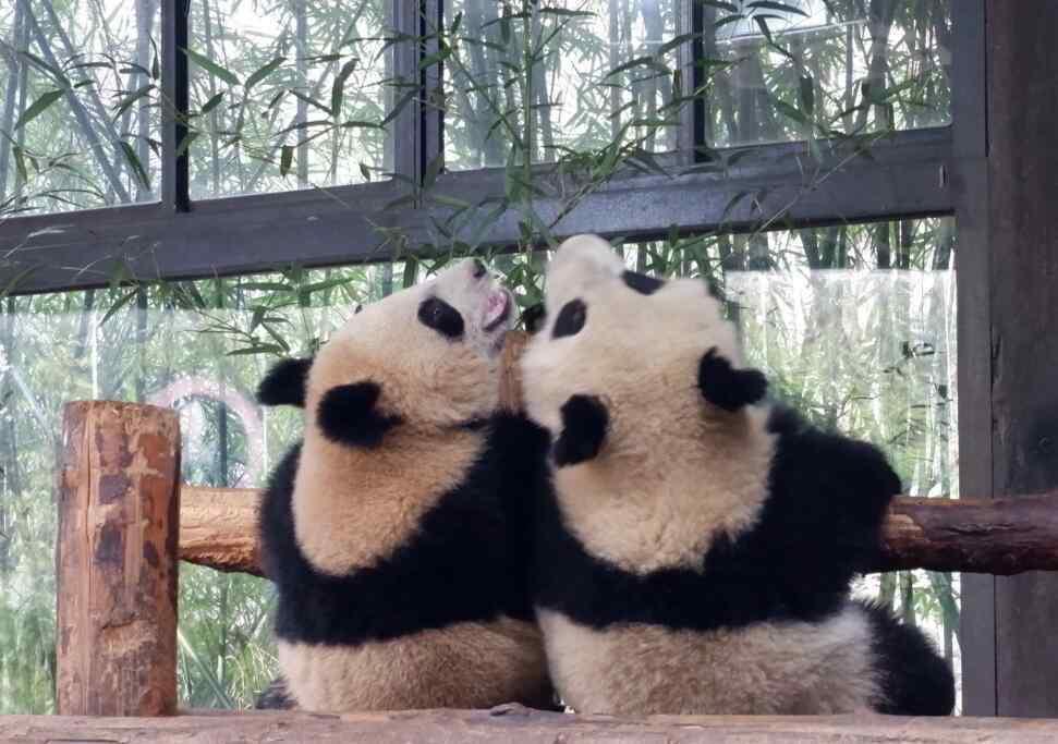 胖达 熊猫为什么叫胖达？外国人为什么这么喜欢大熊猫