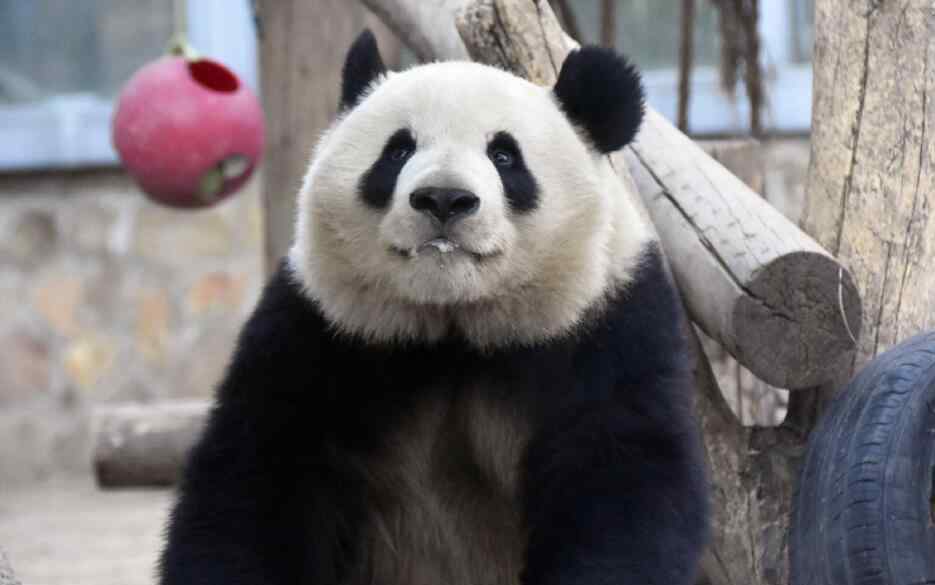 胖达 熊猫为什么叫胖达？外国人为什么这么喜欢大熊猫