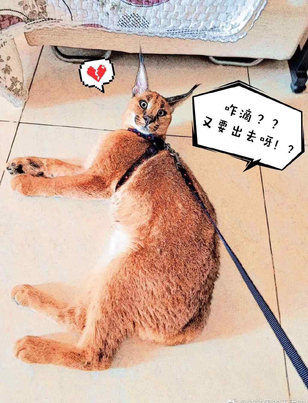 在中国养狞猫犯法吗 狞猫可以当宠物养吗？在中国养狞猫犯法吗