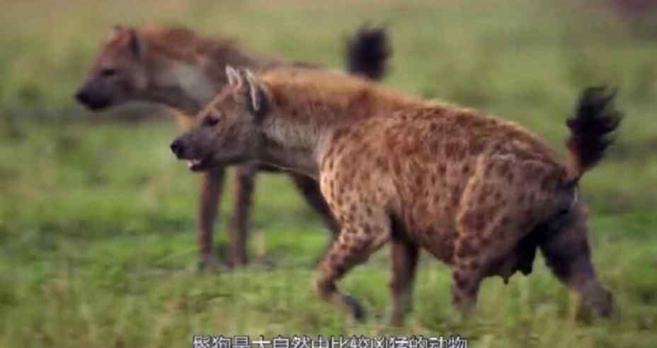 鬣狗掏肛猎物为啥不动 鬣狗和狼相比哪个厉害，鬣狗掏肛的时候猎物为什么不动