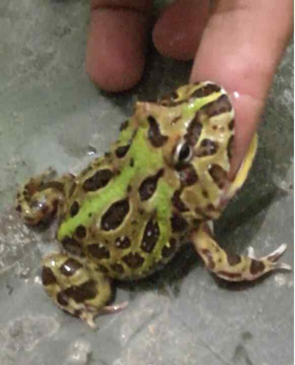 角蛙 角蛙为什么一直撞盒子，被角蛙咬了怎么办？