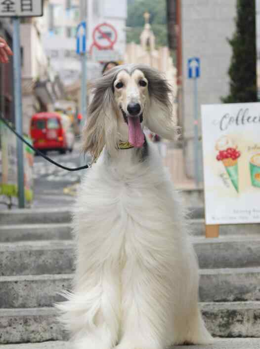 阿富汗猎狗 阿富汗猎犬有攻击性吗，在中国能养阿富汗猎犬？