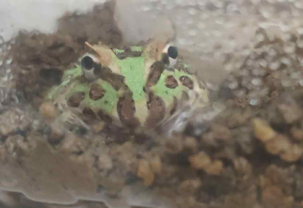 角蛙 角蛙为什么一直撞盒子，被角蛙咬了怎么办？