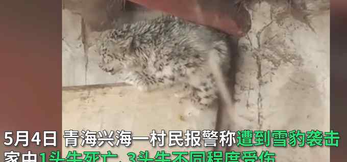青海3只雪豹袭击村庄 咬死44只牛羊 被抓住后放归山林