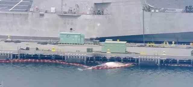 澳军舰疑撞死两头濒危鲸鱼 曾经被广泛捕杀 究竟是怎么一回事?