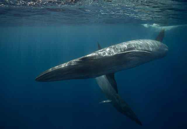 澳军舰疑撞死两头濒危鲸鱼 曾经被广泛捕杀 事件的真相是什么？