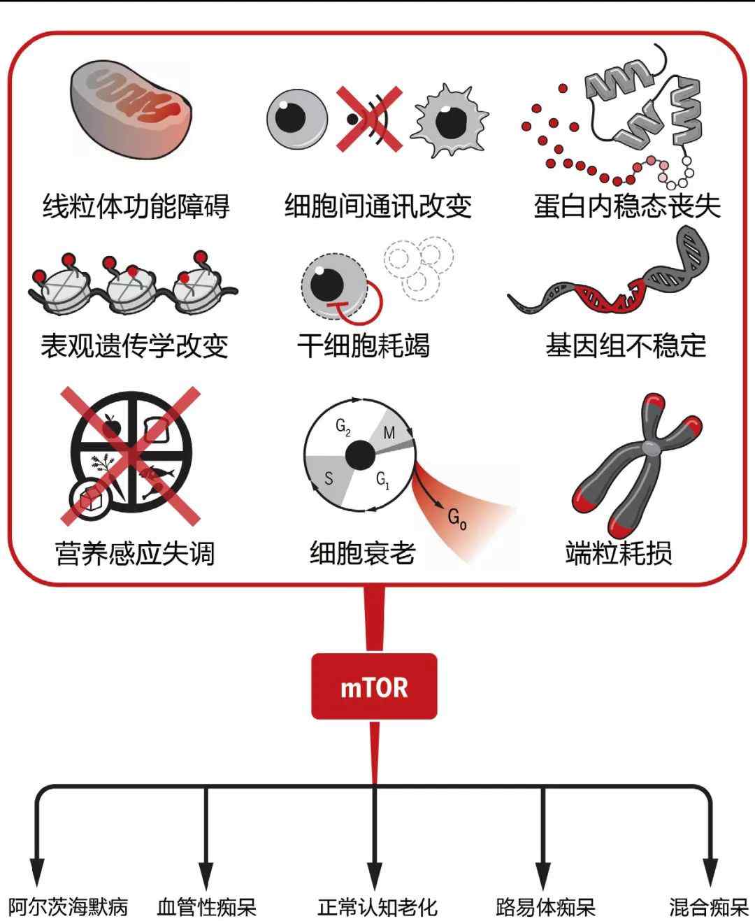 雷帕 雷帕霉素——老年痴呆的新希望