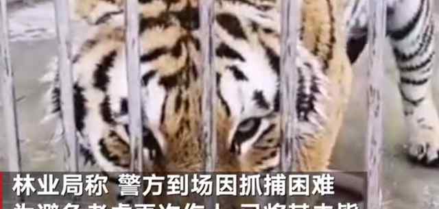 两只老虎出逃咬死饲养员均被击毙 抓捕困难 避免再次伤人 事件详细经过！