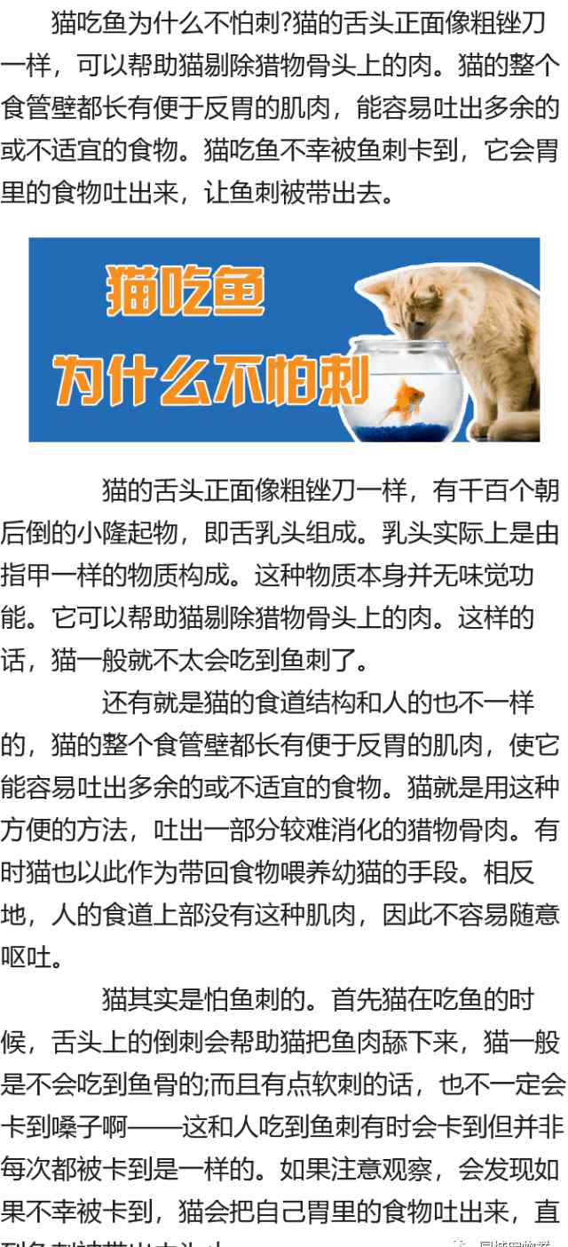 猫吃鱼为什么不怕刺 猫吃鱼为什么不怕刺