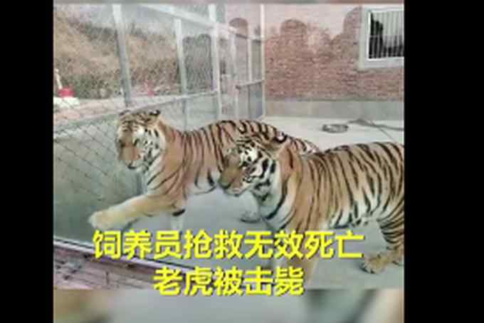 为何击毙两只老虎？河南公布细节 涉事园区已停业整顿