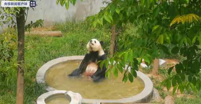 世界唯一圈养的棕色大熊猫与游客见面 到底是什么状况？