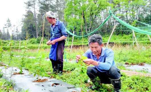 德江县桶井乡金盆村流转土地种植500