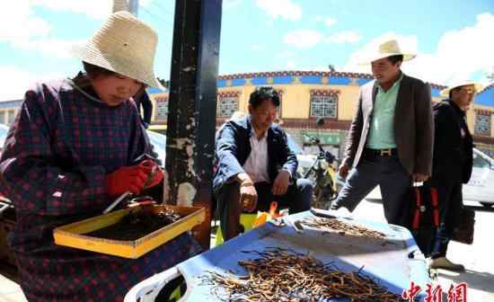 中国食用冬虫夏草最早可追溯到西汉海昏侯时期