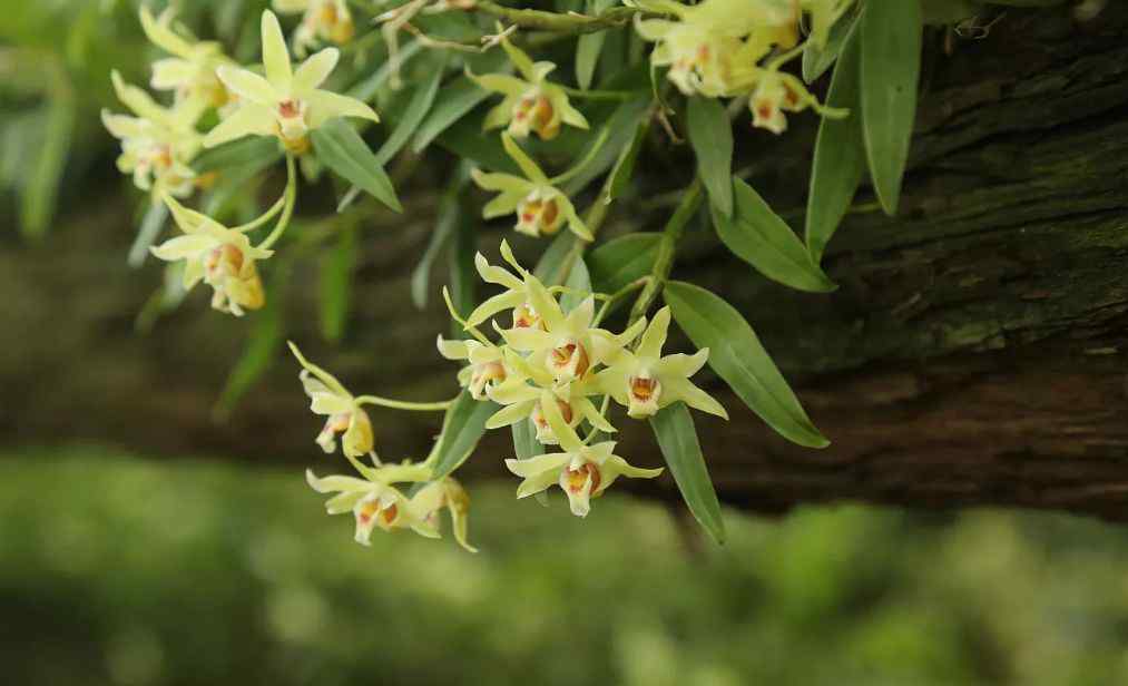 铁皮石斛花 铁皮石斛花，原来还有这么多作用，夏天泡茶喝正好