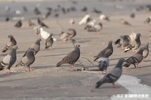 一食刻 如果有一天你既没钱、又没人脉了，请牢记犹太人“卖鸽子”的方法