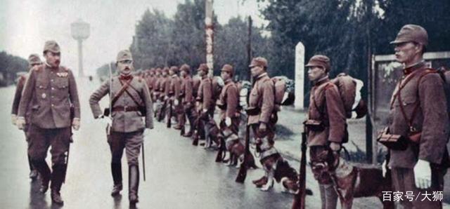 大狮 日军战俘供述训练军犬的特殊方式，供词令人心惊胆寒