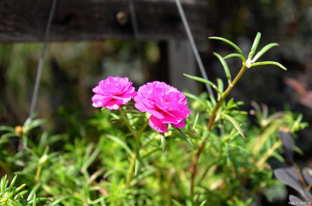 在高楼上打造“花花世界”，少不了这些品种，好养耐开，还便宜