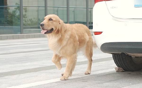 主播多多神犬头像